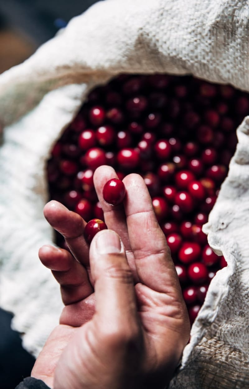 Hand hält reife rote Kaffeekirschen aus einem Sack