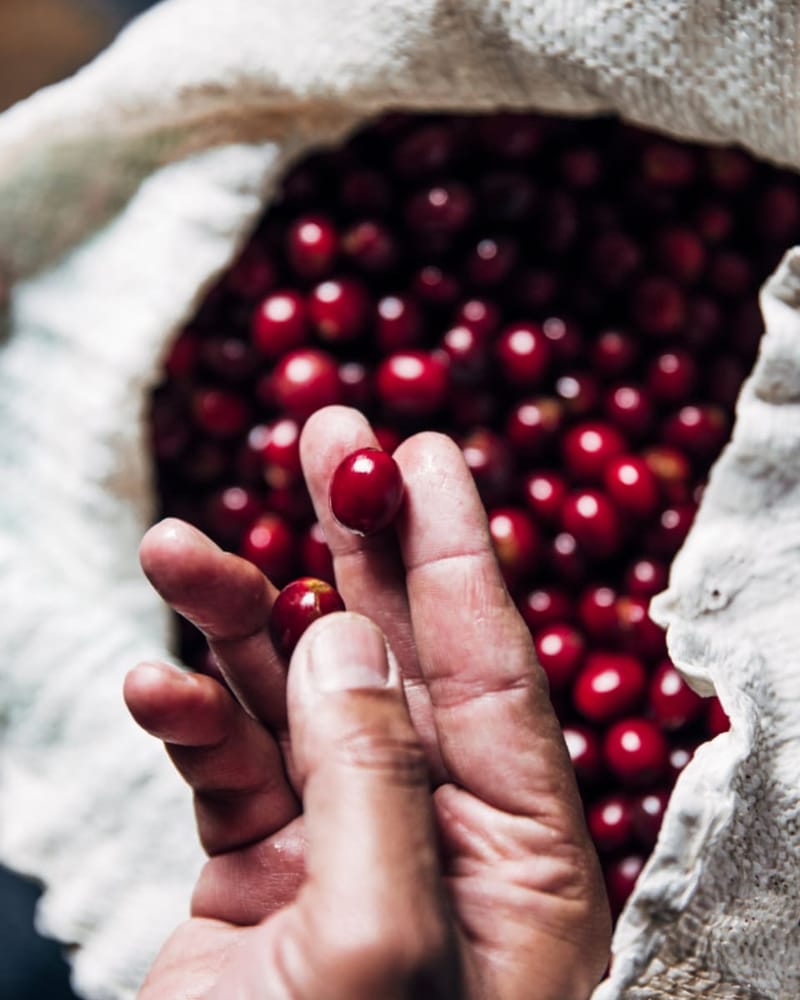 Hand holding ripe red coffee cherries from a sack