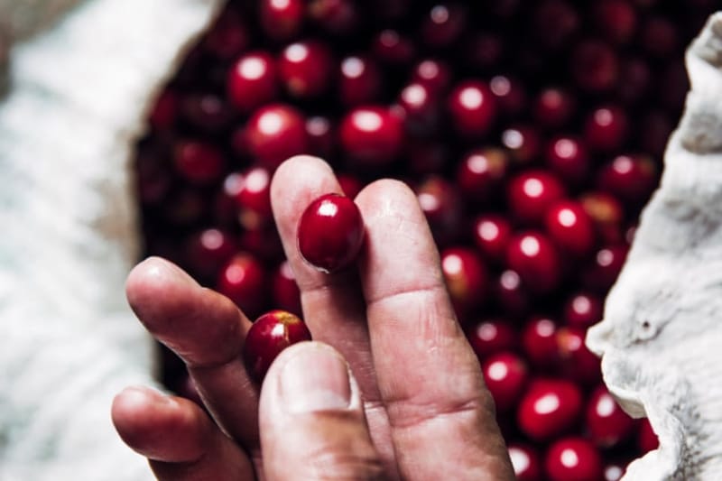 Hand hält reife rote Kaffeekirschen aus einem Sack