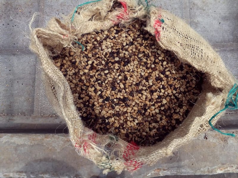 Geöffneter Jutesack mit Rohkaffee
