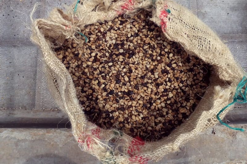 Geöffneter Jutesack mit Rohkaffee