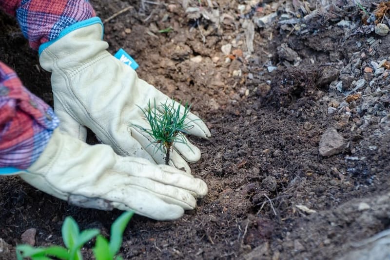 Hände in Handschuhen setzen einen Setzling