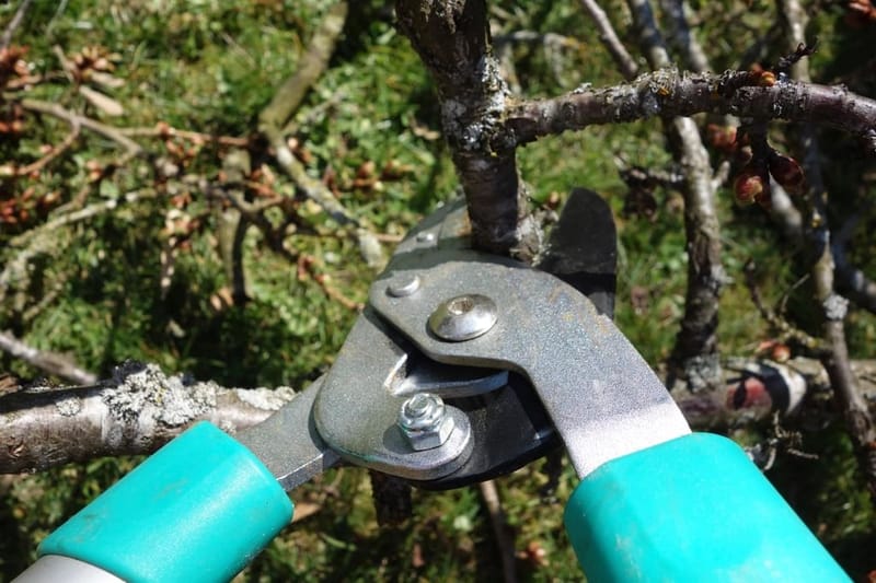 Shears cutting a branch