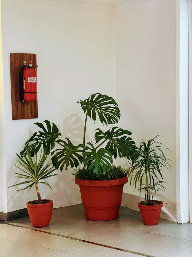 Monstera in rotem Topf in einem hellen Flur