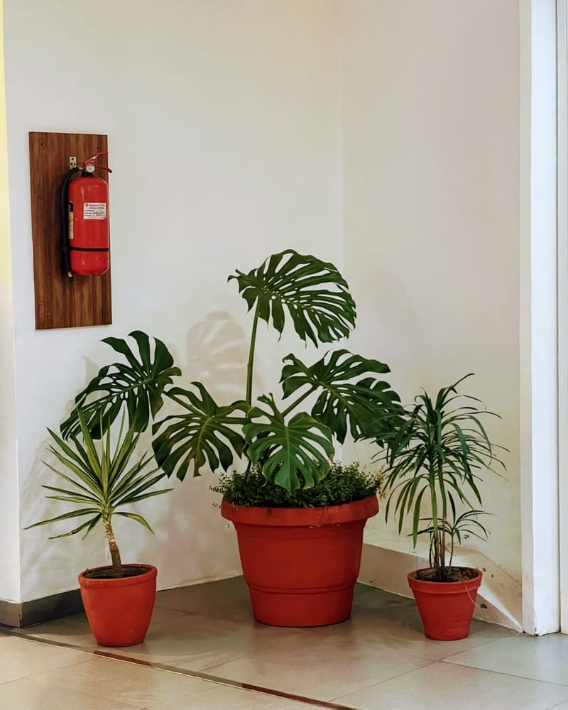 Monstera im roten Topf im Innenraum