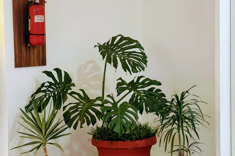 Monstera in rotem Topf in einem hellen Flur