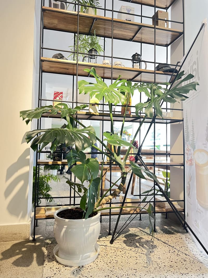 Große Monstera im weißen Topf vor einem Regal