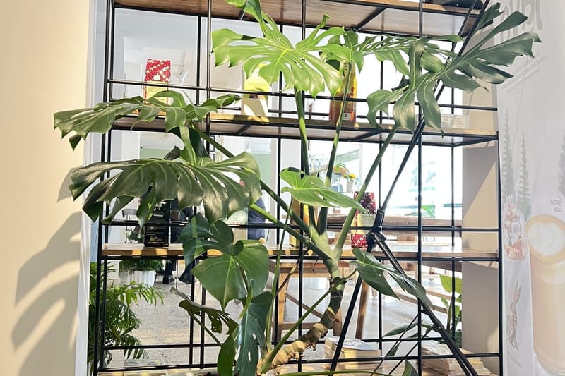 Große Monstera im weißen Topf vor einem Regal