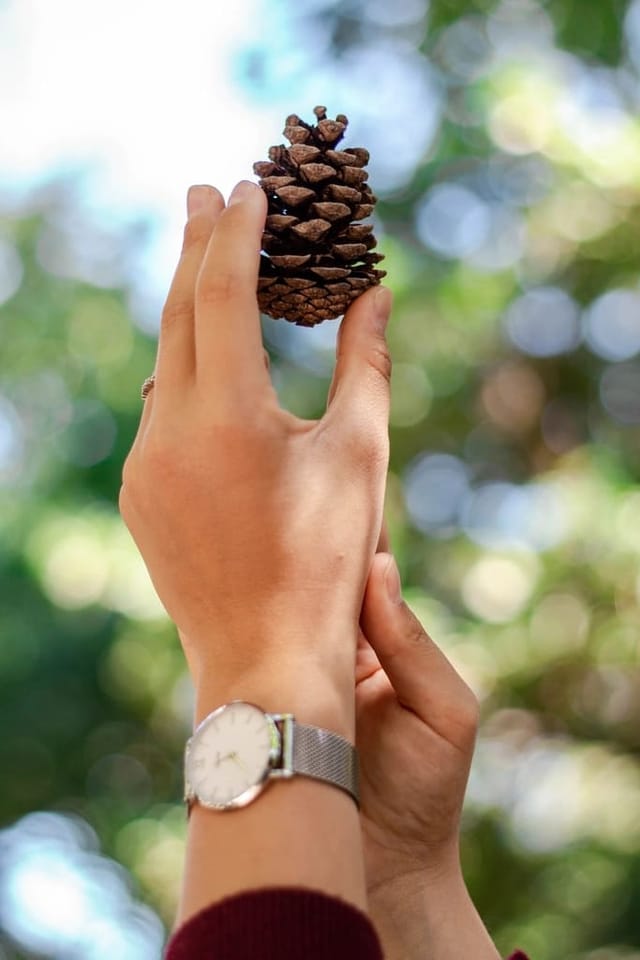 Silver mesh watch on a wrist, hand holding a pine cone