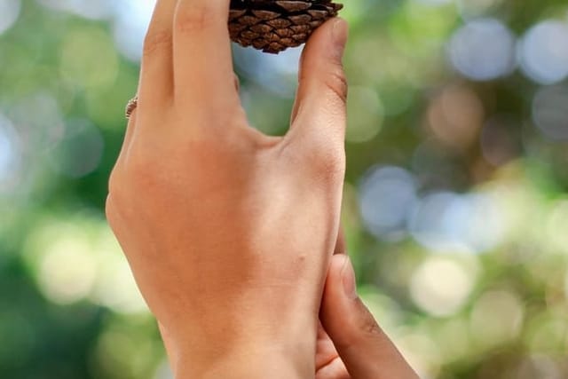Silver mesh watch on a wrist, hand holding a pine cone